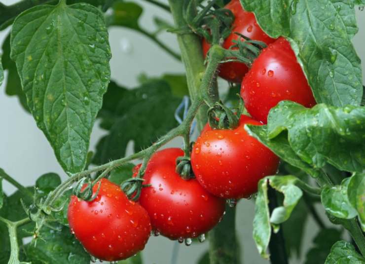 Caos per i pomodori