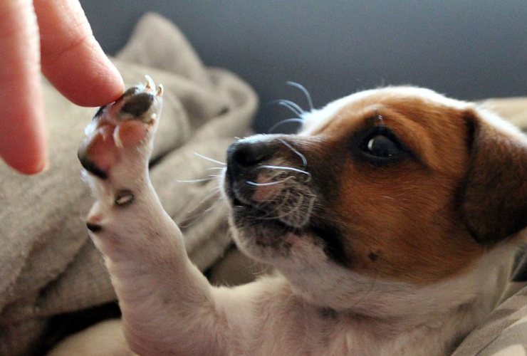 Un aiuto per chi ha un animale domestico 