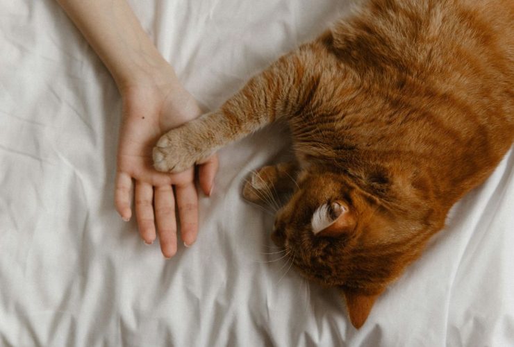 Un gesto crudele a discapito di due gattini indifesi