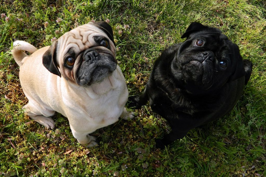 Il 4 Ottobre: celebrazione del World Animal Day e le meraviglie del regno animale