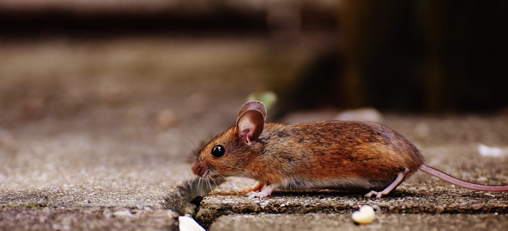 Infestazione di Roditori a Nocera Inferiore: Cittadini disperati