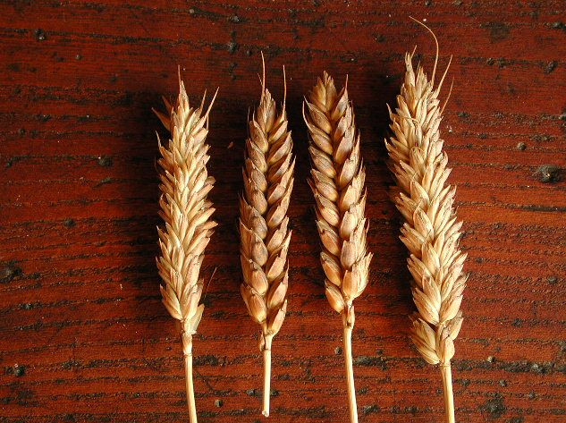 Nutrienti senza glutine: amaranto, quinoa e grano saraceno