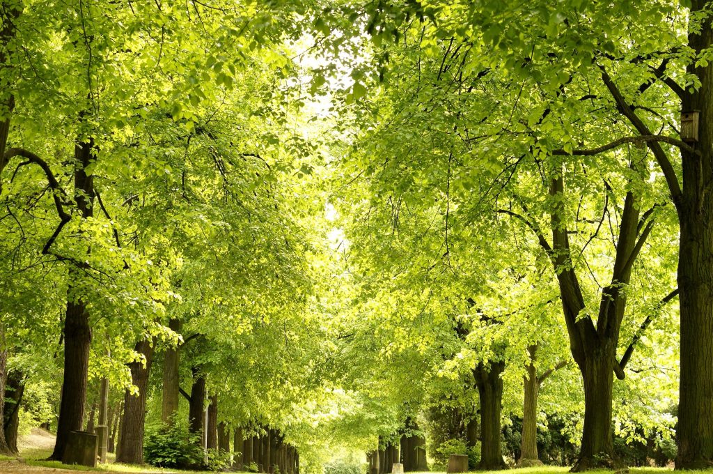 Cinque milioni di euro per la rinascita della collina del parco a Nocera Inferiore