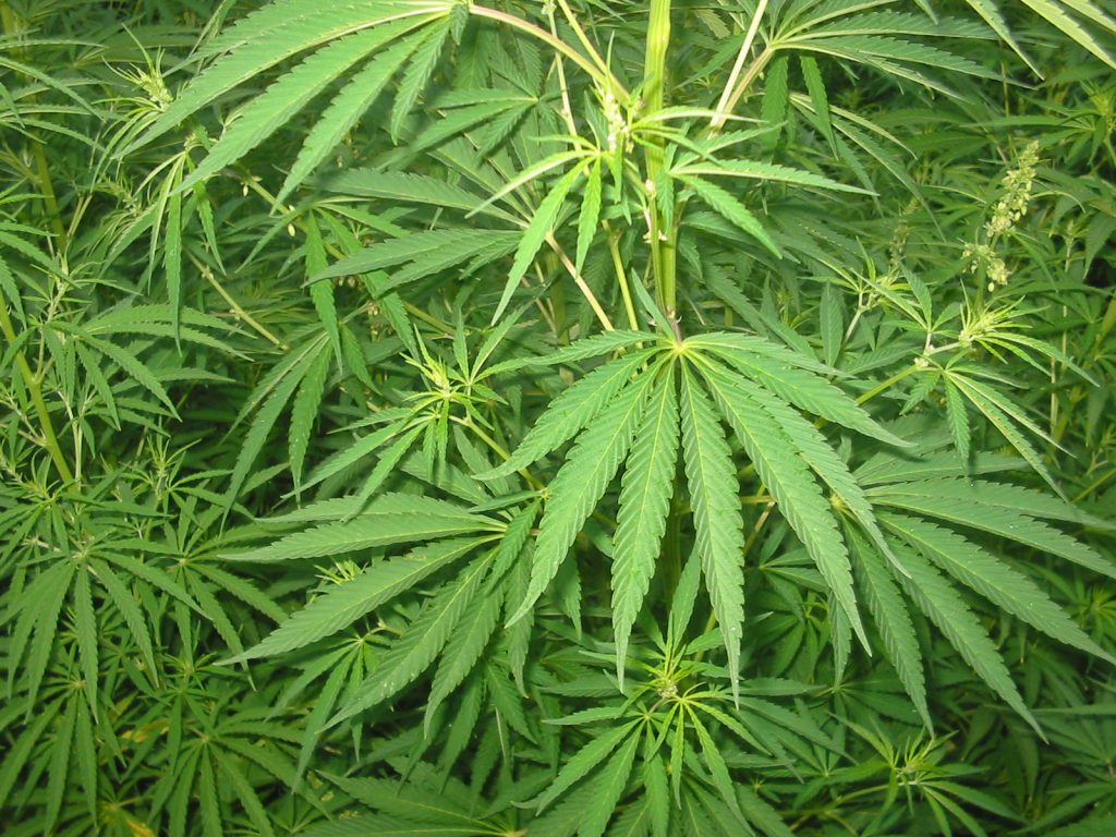 Arresto a Battipaglia per traffico di droga: oltre mezzo chilo di marijuana sequestrato