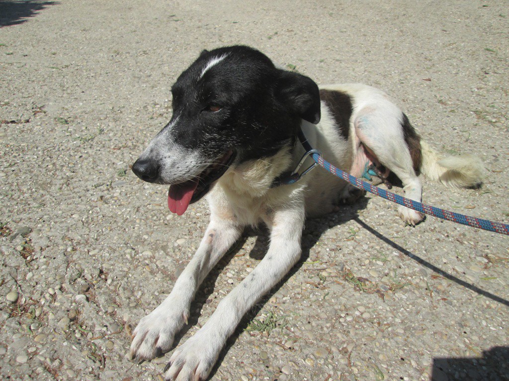 Salvataggio rocambolesco a Nocera Superiore: cocker spaniel recuperato da un canale