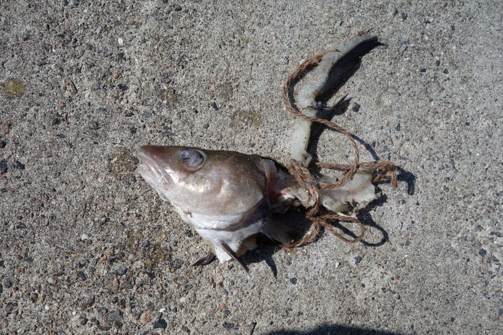 Un Vitello Morto Segnala l’Inquinamento Cronico del Fiume a Nocera Inferiore