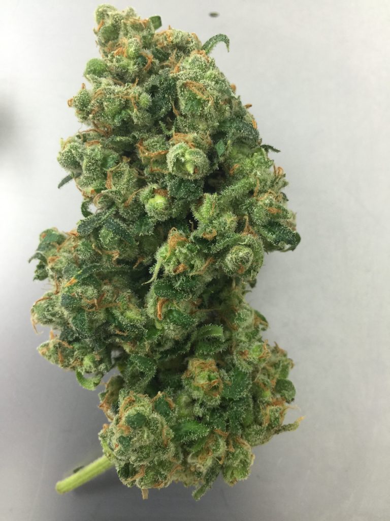Cava de’ Tirreni: Arresto per coltivazione di cannabis