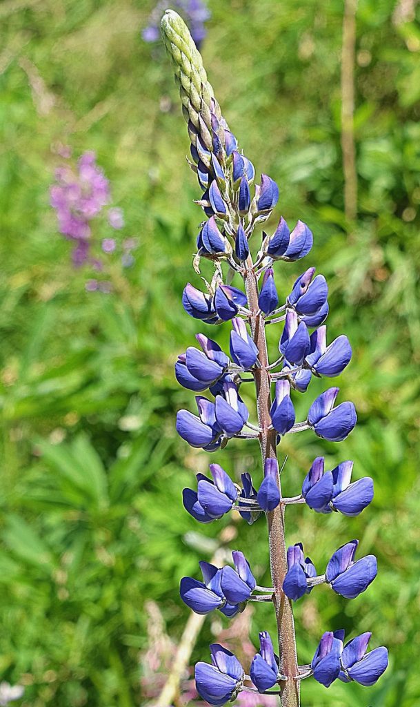 Lupini: una promessa contro colesterolo e diabete?