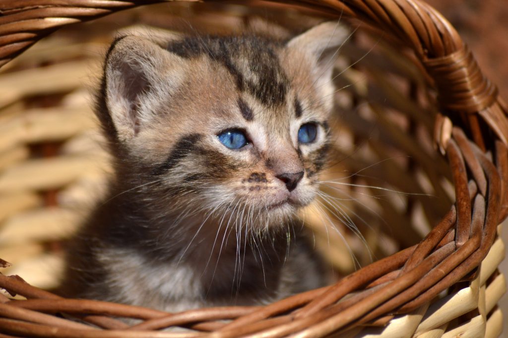 Rifugio per i gatti di via Giordano: un dono dell’Associazione Zoofila Nocerina