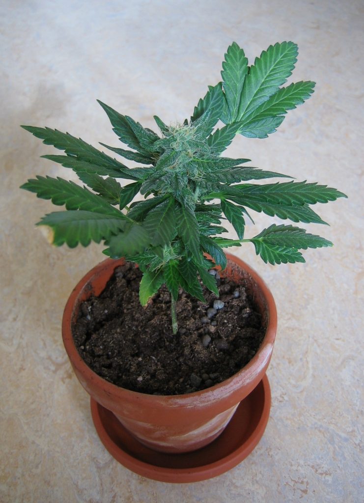Un abitante di Baronissi arrestato per coltivazione domestica di marijuana
