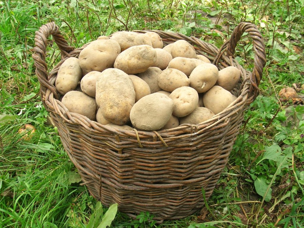 La conclusione del progetto di solidarietà alimentare nocerino: un bilancio di successo