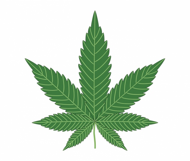 Smantellamento di una coltivazione di cannabis a Corbara: tre arresti