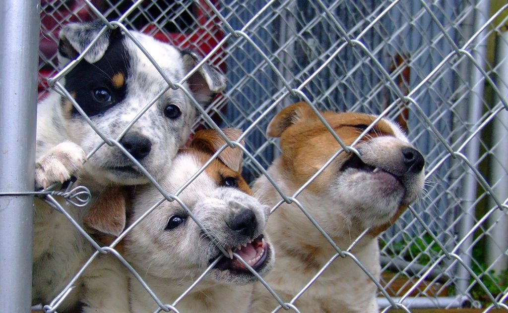 Decine di cuccioli sequestrati a Napoli: due persone denunciate per maltrattamento