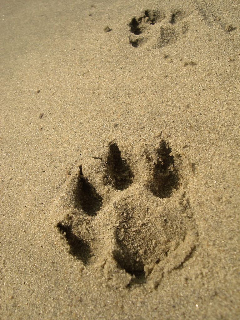 Giffoni Experience: Un appello per la tutela animale