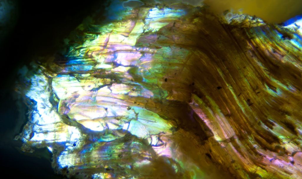 Riparazione della vista: cellule staminali promettono una cura rivoluzionaria per la cataratta