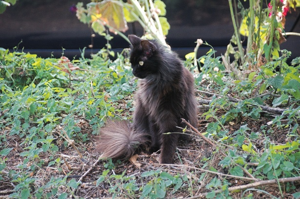 Addio, Balotelli: il Gatto del Battistero ci ha lasciato