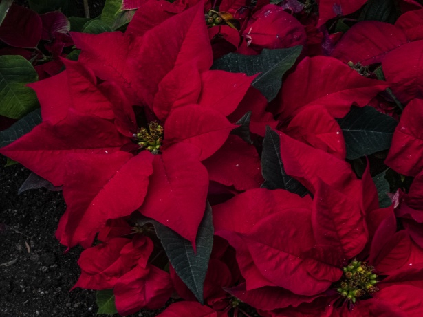 Illumina il Natale con AIL: un weekend di solidarietà