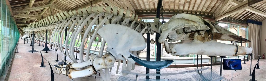Da Sorrento a Napoli: l’epilogo marino di una balenottera gigante
