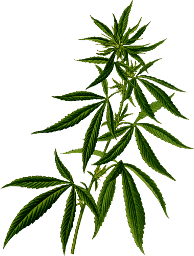 Operazione antidroga: 1200 piante di cannabis sequestrate grazie a tecnologia avanzata