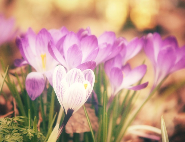 Accogliere la Primavera: Tendenze e Must-Have della Nuova Stagione