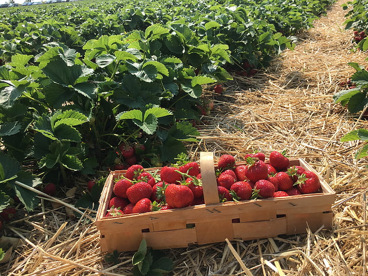 Il delizioso segreto delle fragole: benessere e sapore in un frutto
