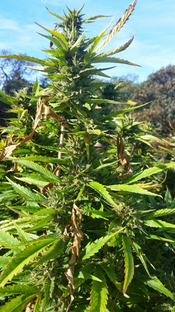Un agricoltore di Agropoli arrestato per coltivazione illegale di cannabis