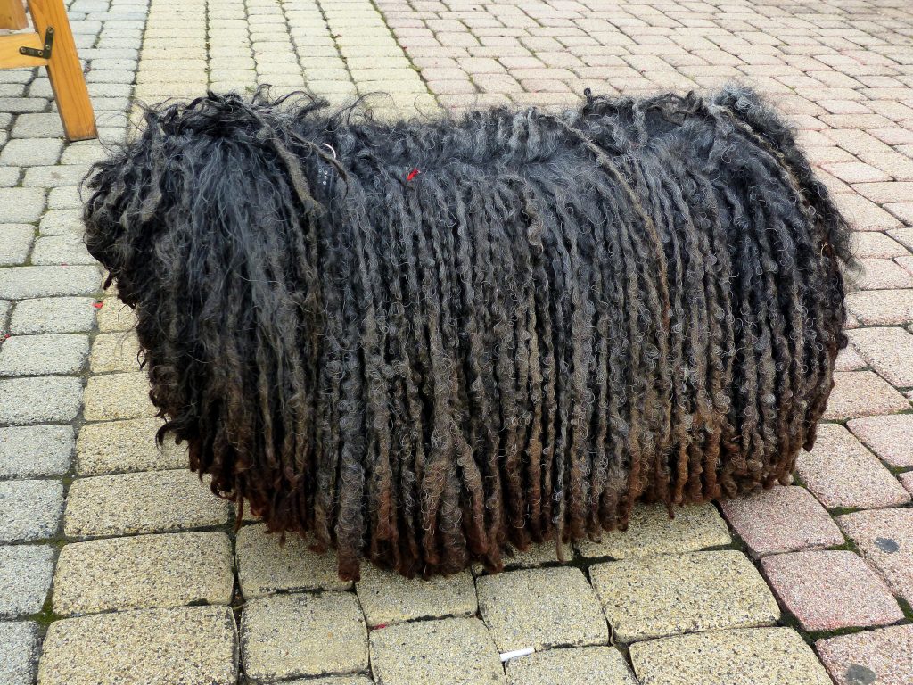 Parcheggi riservati per animali a Nocera Inferiore: un’agevolazione per i proprietari