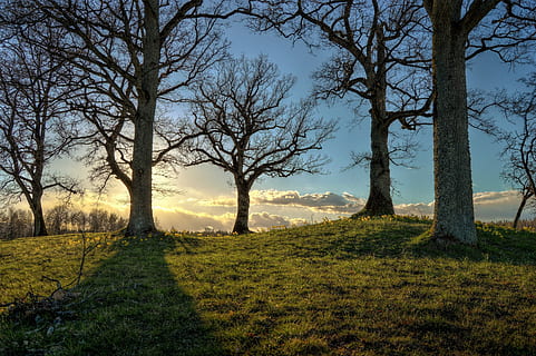 Un Bosco di Speranza a Nocera Inferiore