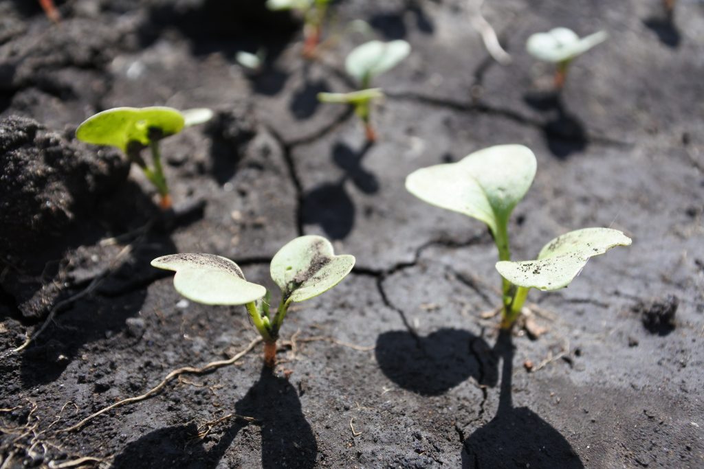 Iniziativa Comunale di Nocera Inferiore: “Orti Urbani”, un Progetto di Rigenerazione Urbana