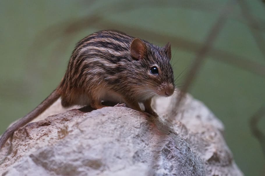 Piano di Sanificazione Integrato per Nocera Inferiore