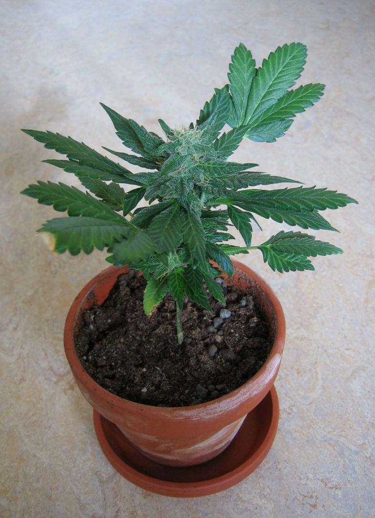 Sequestro di piante di cannabis a Nocera Inferiore