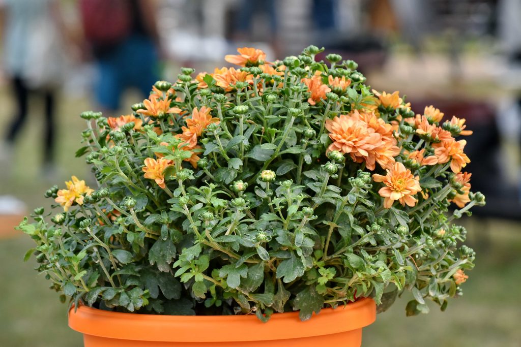 Fioriture e Rigenerazione Urbana a Nocera Inferiore