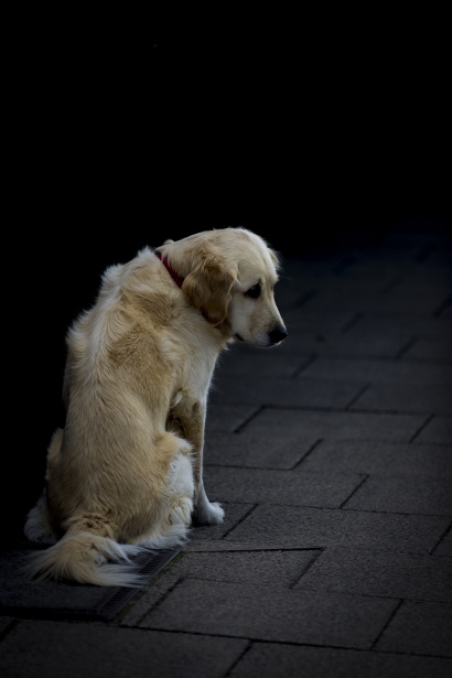 La scomparsa di Milly: il dolore di una padrona a Nocera Inferiore