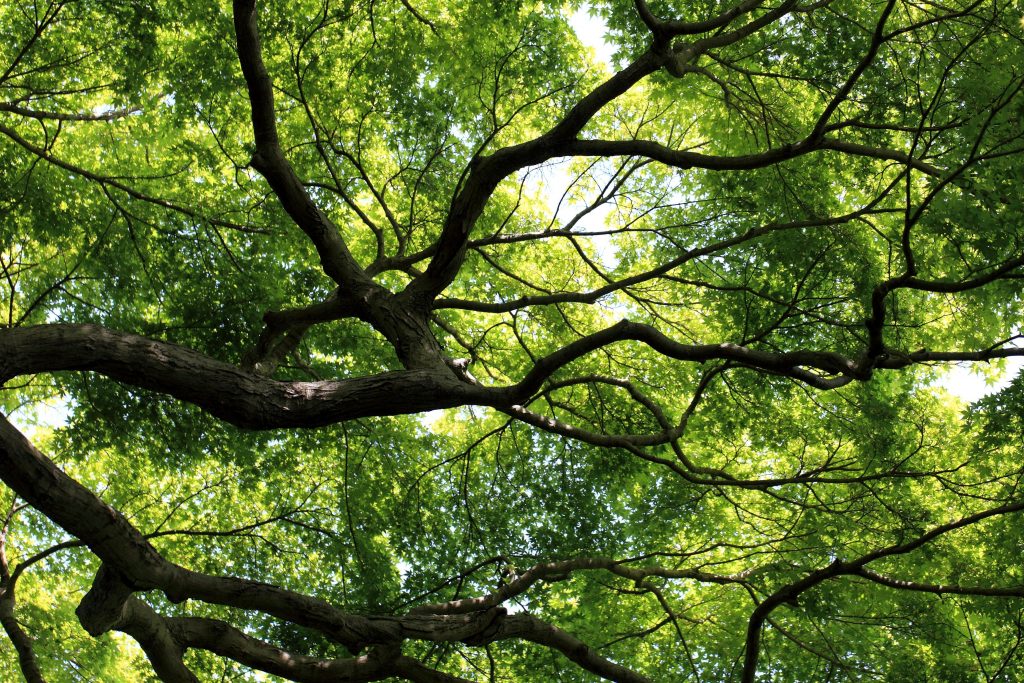 Inventario del patrimonio arboreo di Nocera Inferiore: un censimento per la sostenibilità urbana