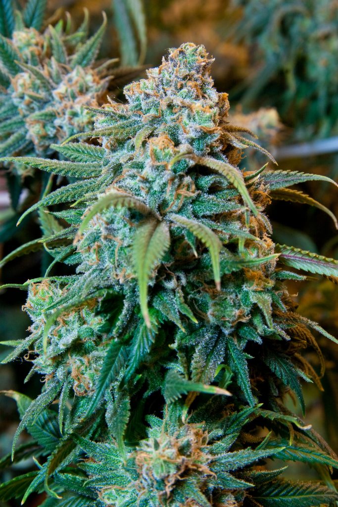 Svelata coltivazione illegale di cannabis a Nocera Inferiore