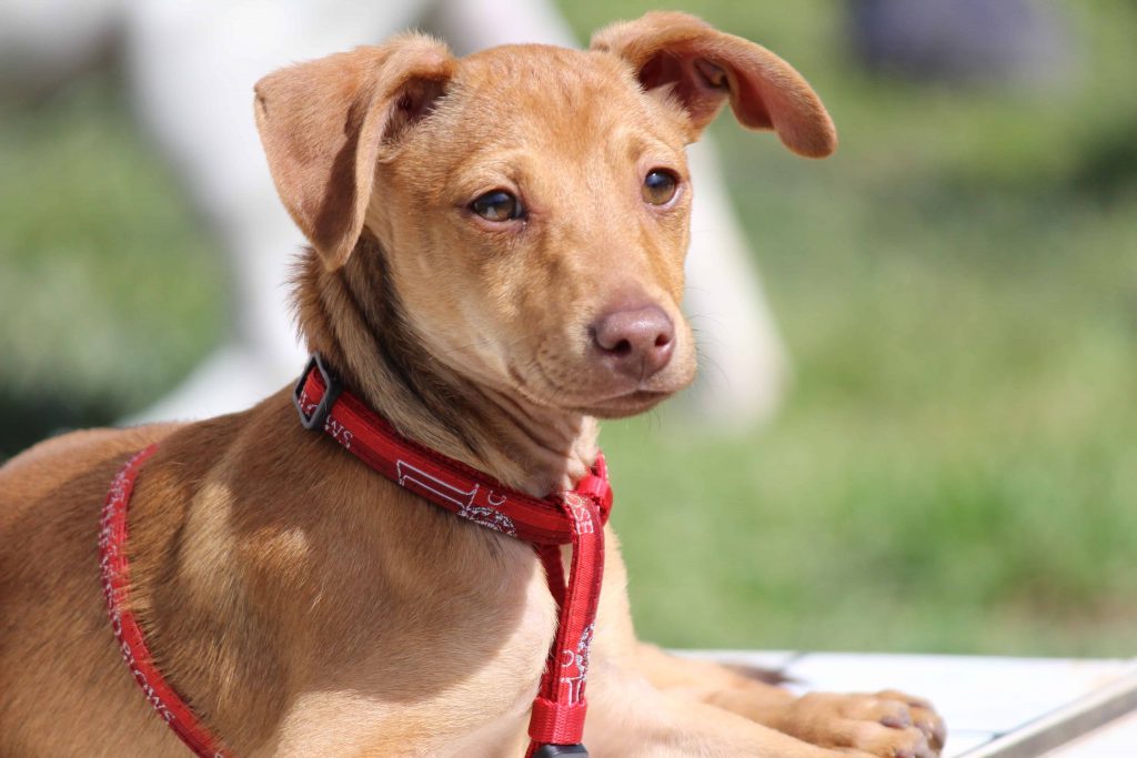 Nuova ordinanza a Nocera Inferiore: obbligo di acqua e disinfettante per la pulizia delle deiezioni canine