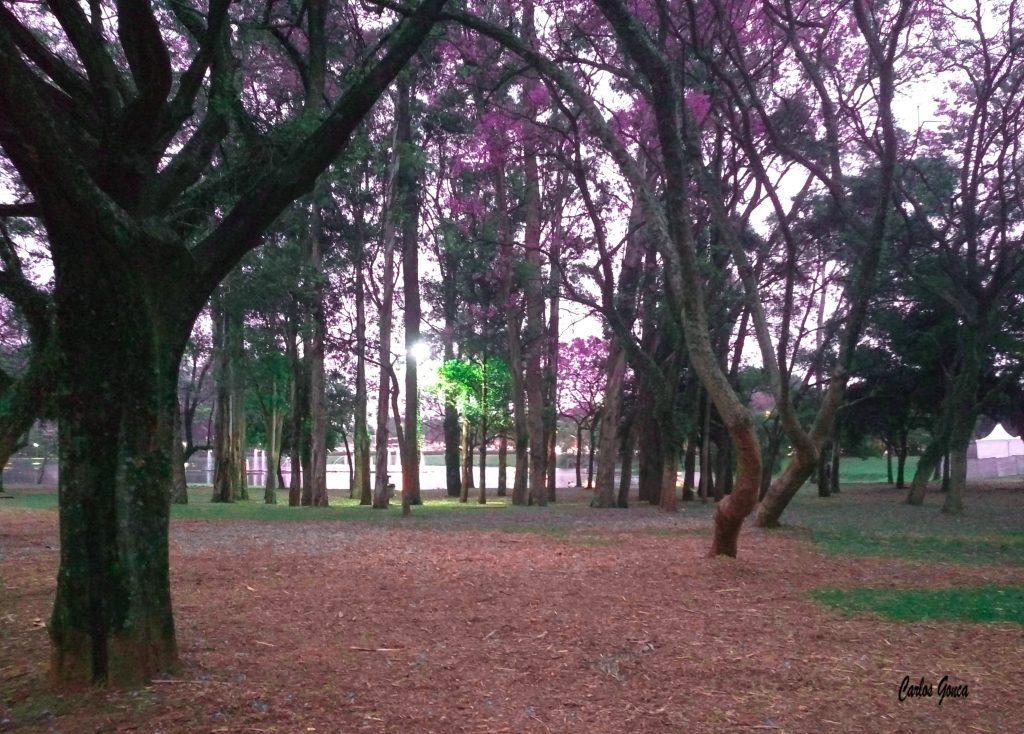 Il Parco Fienga: Storia e Futuro a Nocera