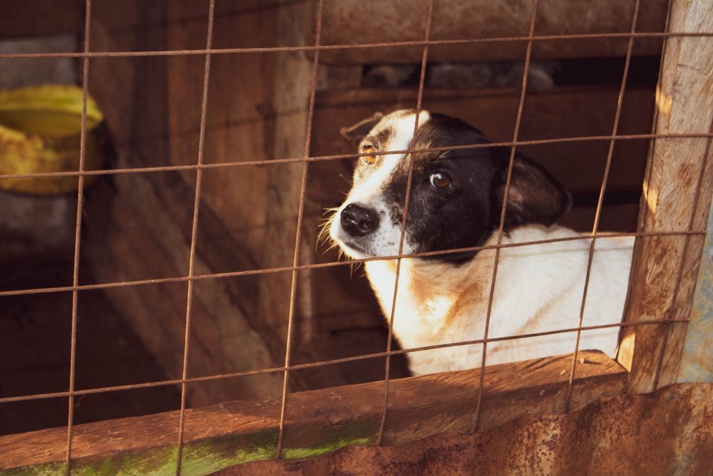 Due cani strappati alle grinfie di un uomo violento a Nocera Superiore
