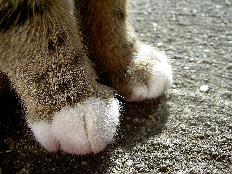 Nocera Superiore: Nuovo garante per la protezione degli animali