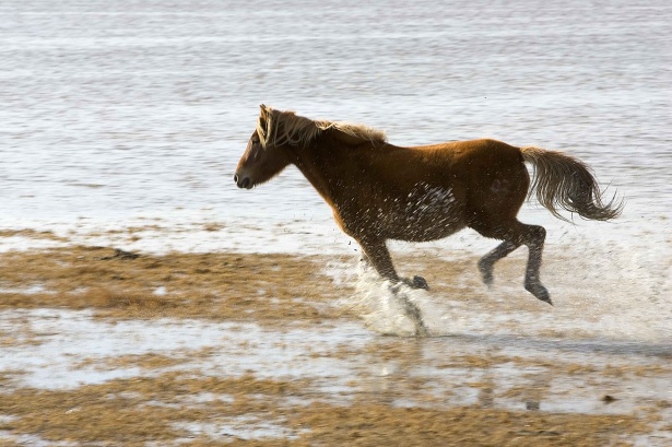 Violazione delle restrizioni: un battipagliese multato per la “passeggiata” del suo cavallo