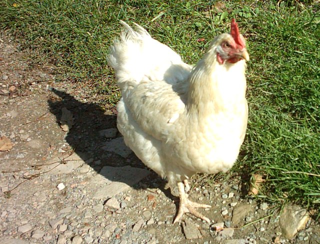 Un concorso virtuale celebra la Madonna delle Galline a Pagani