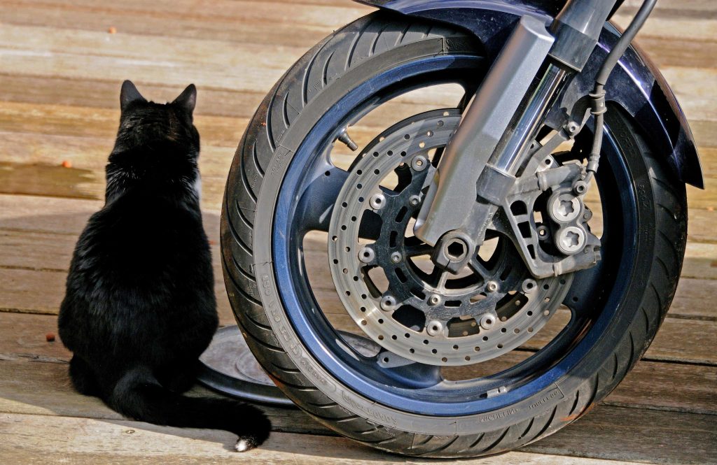 Gatti di via Salvatore Giordano a rischio: minaccia di avvelenamento