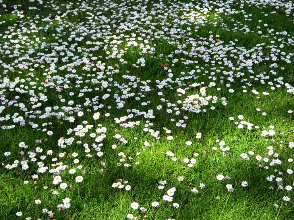 Rinascita Primaverile