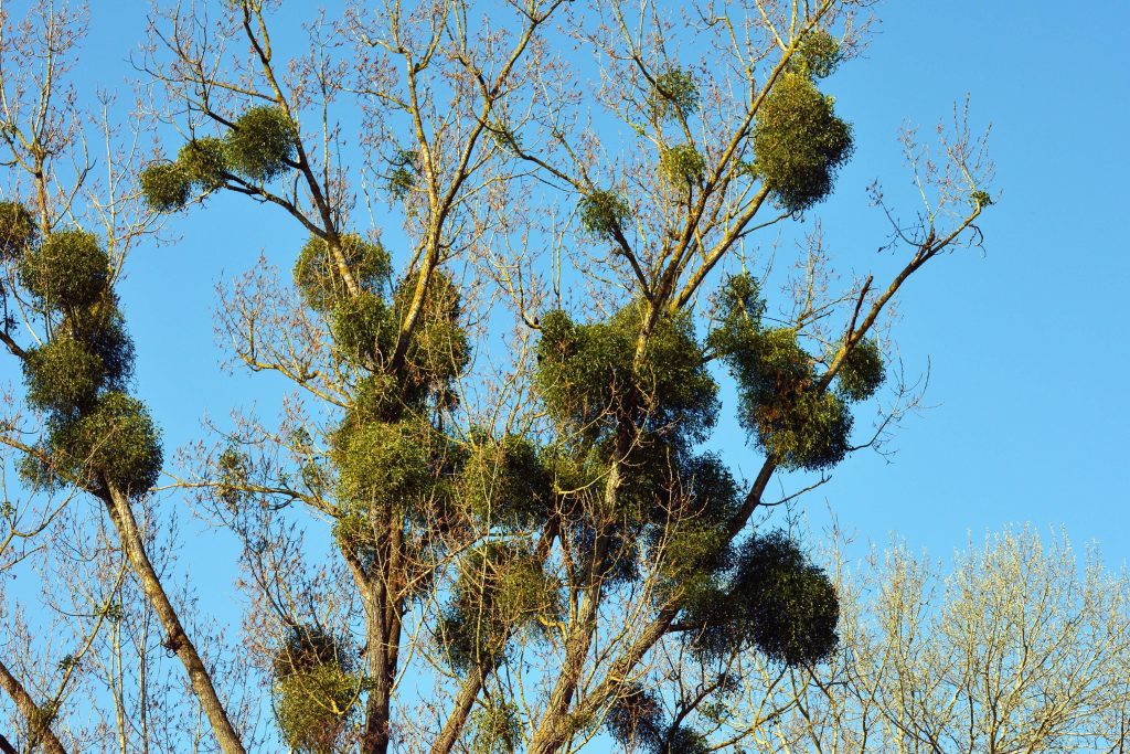 La capitozzatura degli alberi a Nocera: un grido d’allarme da Nocera in Movimento