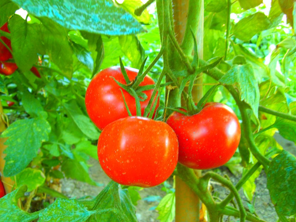 Il Pomodoro Fiascone: un tesoro riscoperto della Costiera Amalfitana