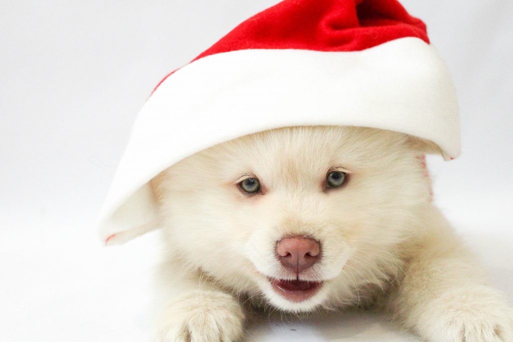 Roccapiemonte: uno show canino per le feste