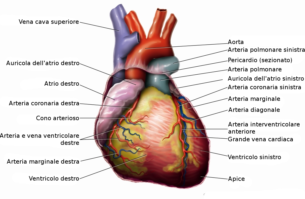 Salerno: Procedura Cardiologica Mininvasiva su Paziente Nonagenario
