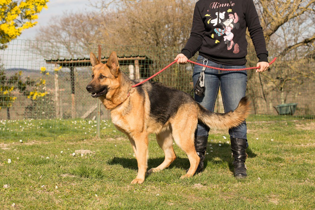 Microchippatura gratuita per cani e gatti a Nocera Inferiore