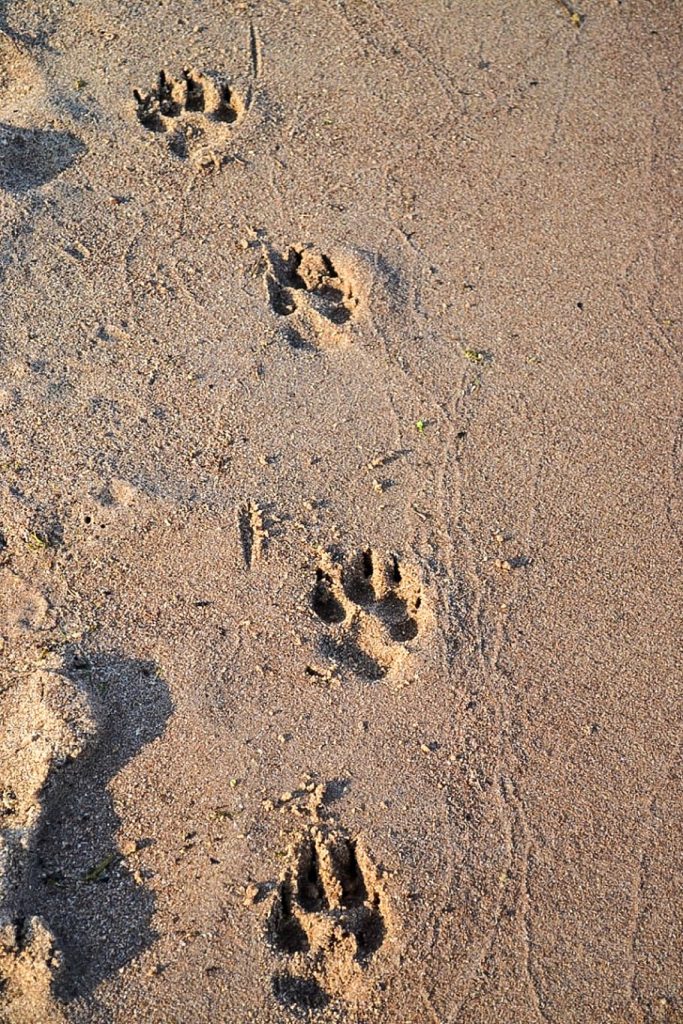 Nuovo approccio a Nocera Inferiore per la gestione dei rifiuti canini
