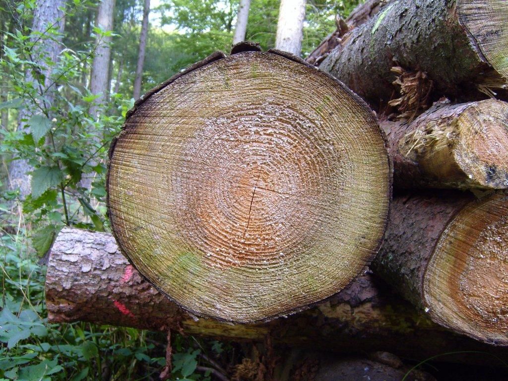 Abbattimento alberi a Nocera Inferiore: il sindaco De Maio spiega la controversia